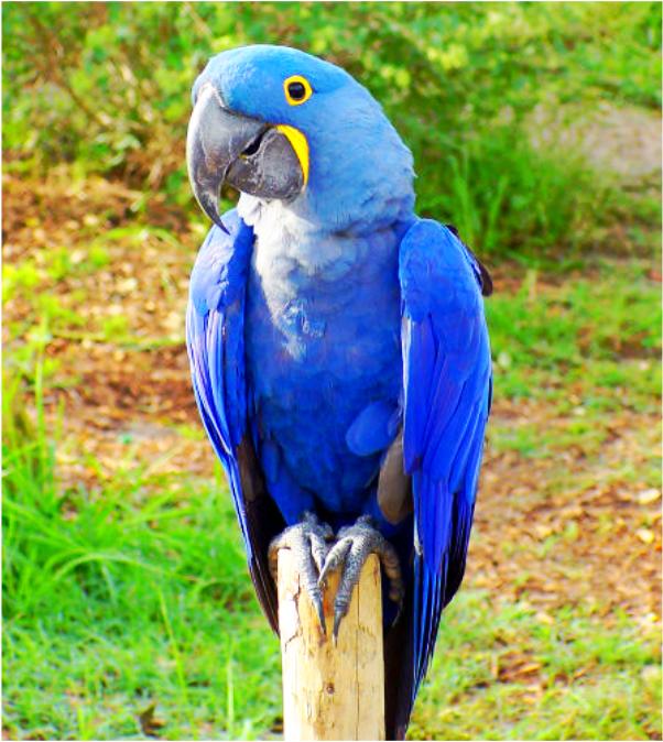 hyacinth macaw