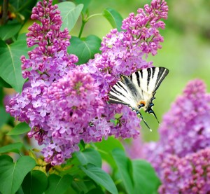 liliac de gradina