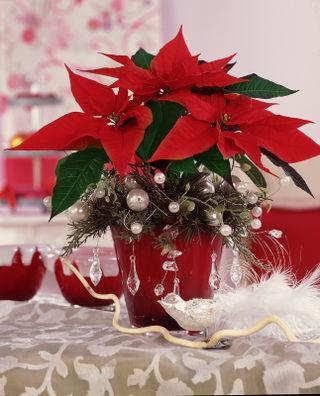 poinsettia1