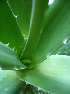 aloe vera