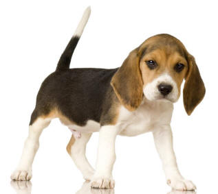 Beagleblogdogvacaycom