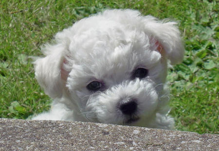 caine bichon