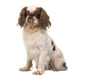 english toy spaniel dogtastic org
