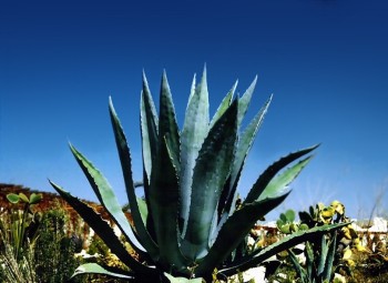 agave indulcitori naturali cactus-art biz