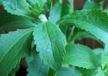 stevia indulcitori naturali civileats com
