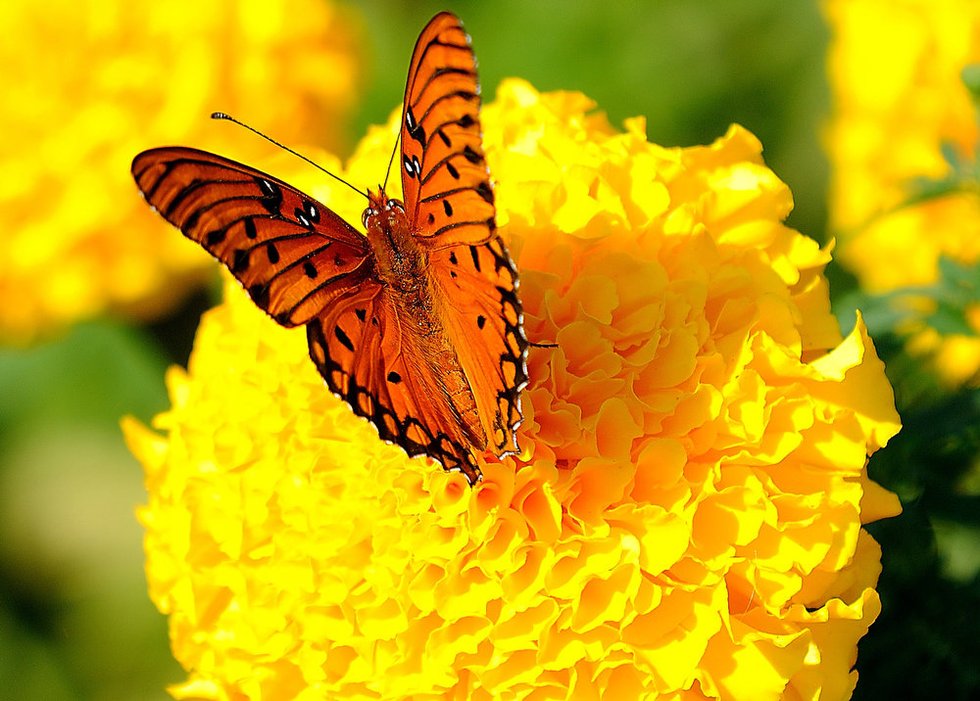 galbenele hungeree com