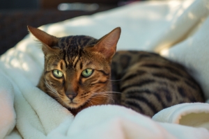 Cum ii faci pe plac pisicii