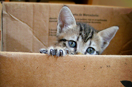 pisica acasa / cadou zodii