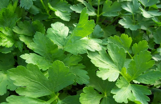 patrunjel_ziarulring