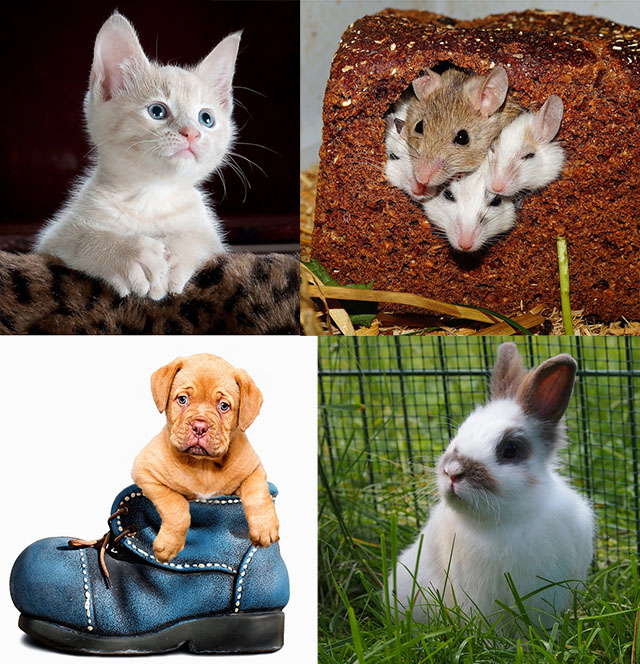 Cum iti alegi animalul de companie / pisica -hamster - caine - iepuras