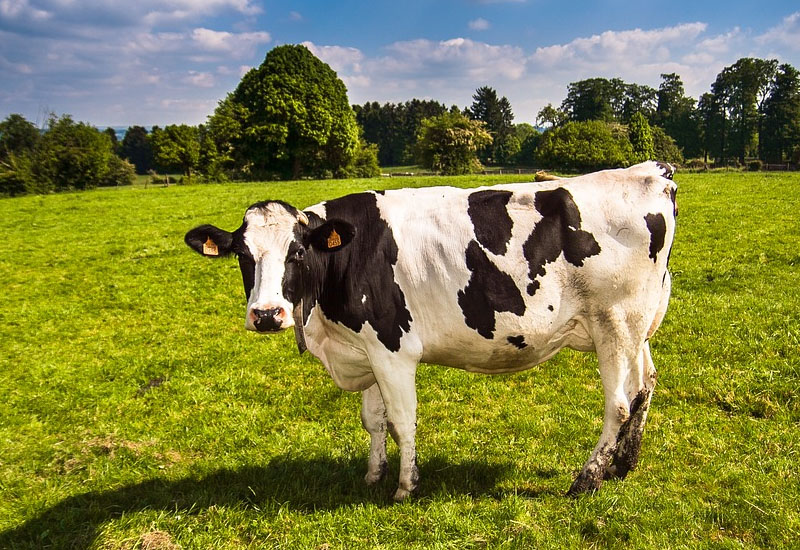 Inchiriaza o vaca! / 5 cele mai bizare business-uri de succes